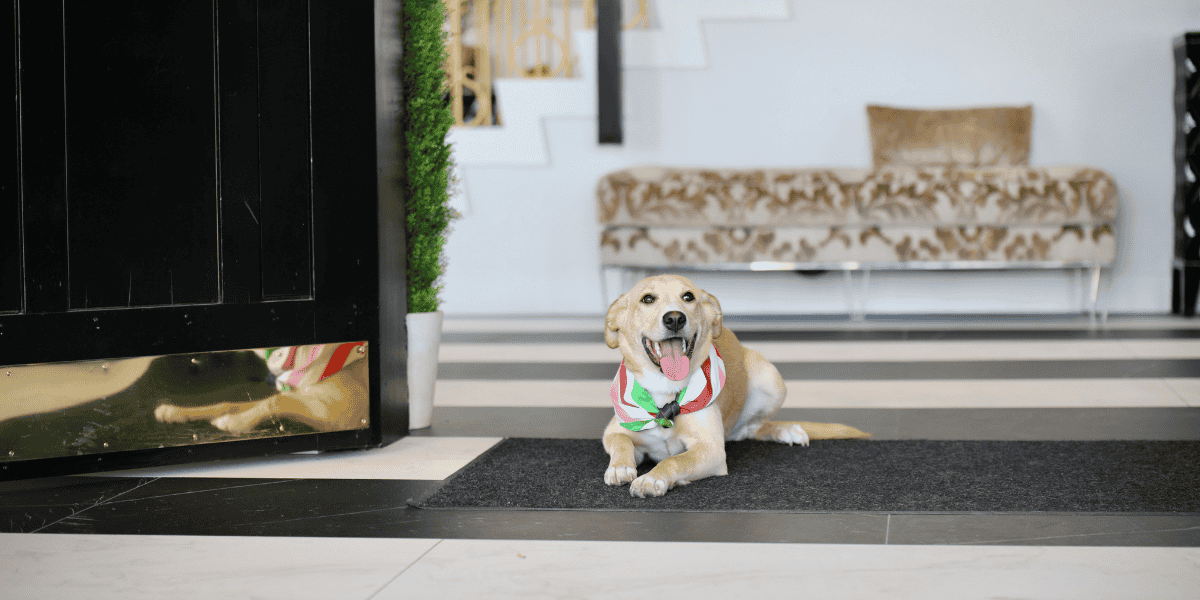 Pet Friendly Elkotel